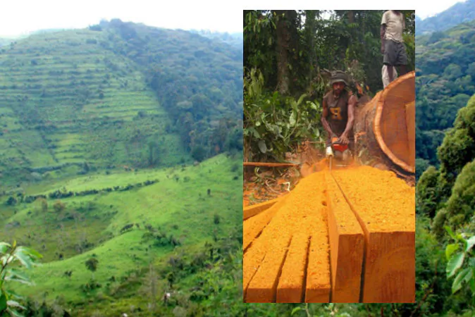 Small-scale timber cutting in Papua, Indonesia--views often differ concerning the acceptability of such activities, but do we have all the information we need? In the background is an image of the sharp boundary of the Bwindi Impenetrable National Park, Uganda. (Courtesy of Douglas Sheil)