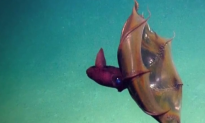 Rare Footage of Vampire Squid Captured (Video)