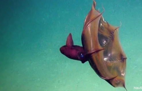 Rare Footage of Vampire Squid Captured (Video) | The Epoch Times