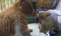 Bears Caught Eating Stolen Cocoa Krispies (Video)