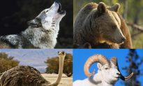 6 Amazing Stories of Children Raised by Animals