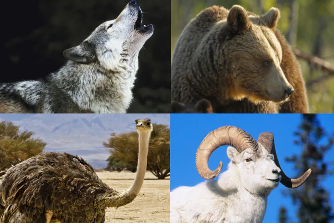 A variety of animals have adopted human children lost in the wilderness and taken care of them for years, raising them as their own. (Images of a wolf, goat, and bear via Thinkstock; Image of an ostrich via Shutterstock*)