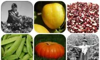 7 Organic Garden Crops to Plant Now, It’s Not Too Late