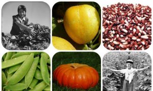 7 Organic Garden Crops to Plant Now, It's Not Too Late