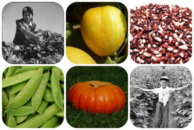 Woman harvesting spinach. A lemon cucumber. Dry beans. Sugar snap peas. Pumpkin. Boy standing in a pole bean field. All images through Wikimedia commons.