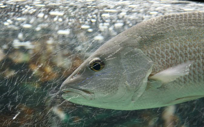 Mangrove Snapper Pictures