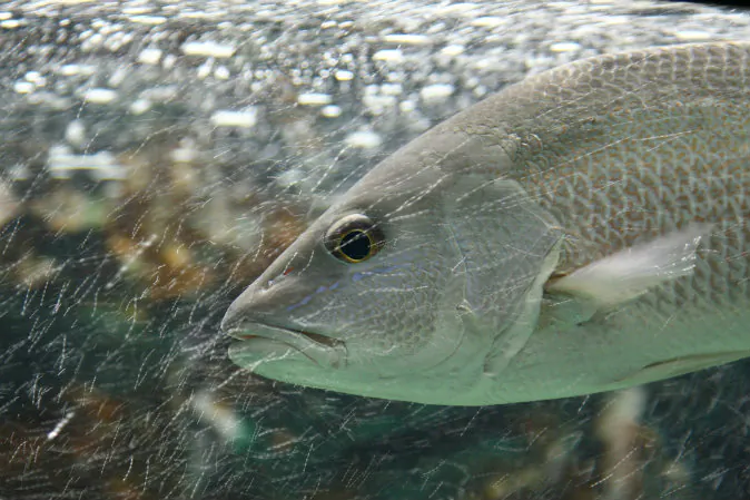 A fish swims against the current. (Shutterstock*)