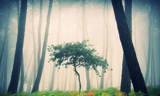 Enchanting Beauty of Spanish Forests Immaculately Captured by Guillermo Carballa