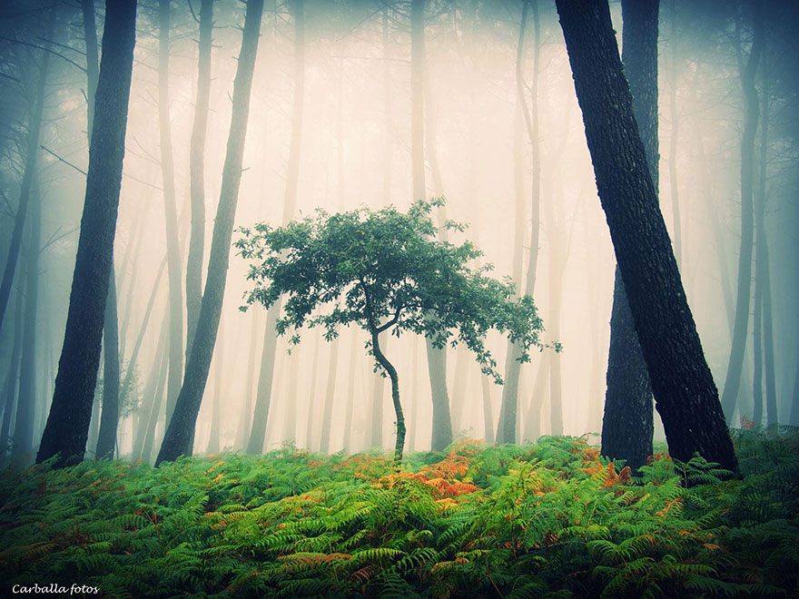 "Mystic Forest" (Guillermo Carballa)
