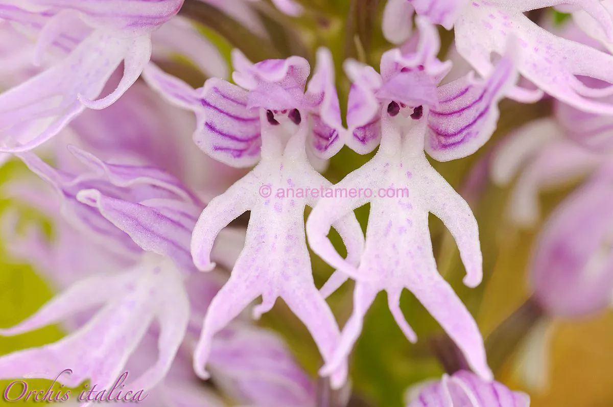 Orchid that resembles a man (Ana Retamaro)