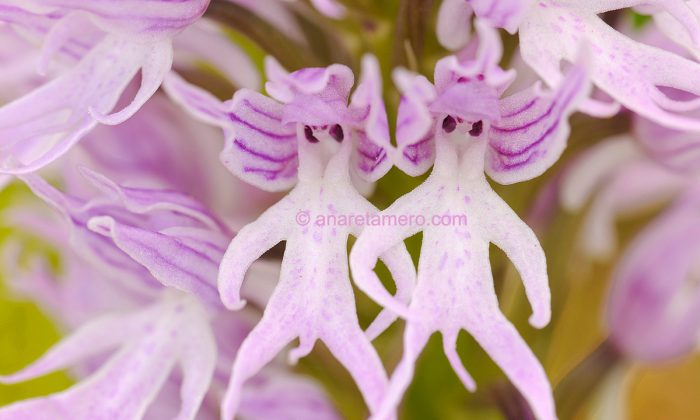 Orchid that resembles a man (Ana Retamaro)