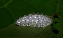 See Nature’s Most Beautiful Insects