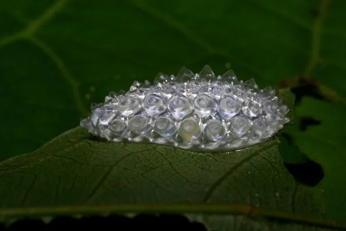 Acraga hamata (Courtesy of Daniel Janzen)