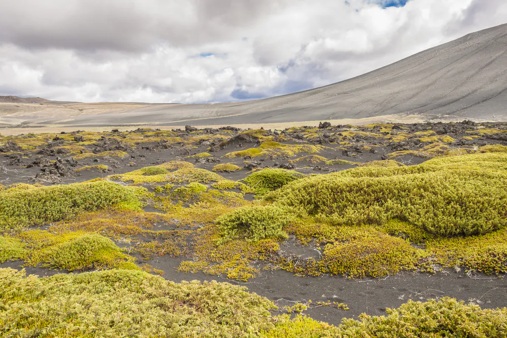 Volcanic landscape in Myvatn area - Iceland. (*Shutterstock)
