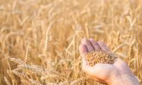 How Gluten can Affect Your Brain, Gut, and Skin