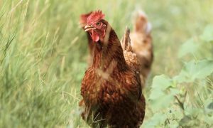 Tick Talk: Enjoy Summer Outings and Prevent Lyme Infection 