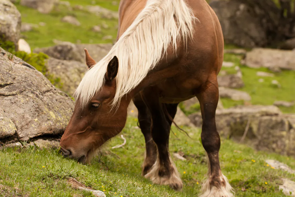 Wild Pyrenean mountain horse, Spain. (*Shutterstock)