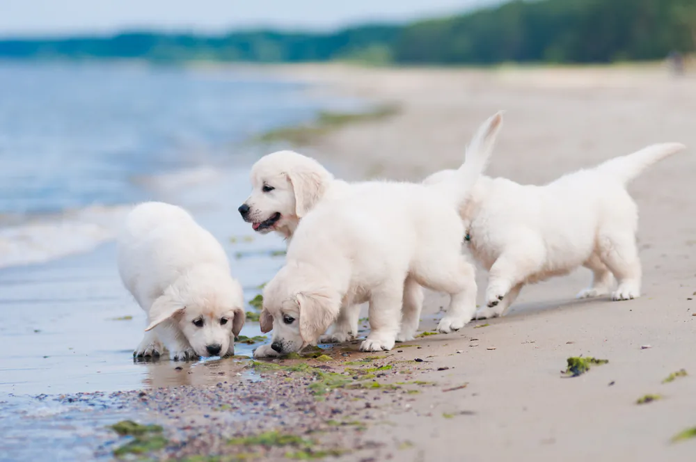 A stock photo of puppies. (Shutterstock)