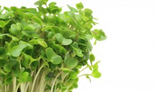 Broccoli-Sprout Beverage Helps Detoxify Environmental Pollutants 