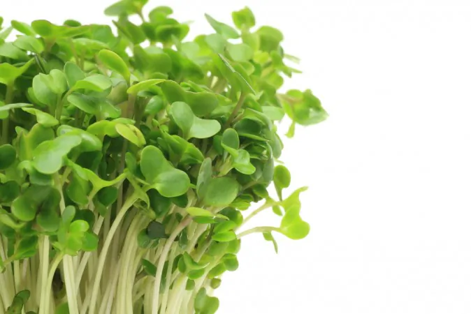 Broccoli sprouts(Shutterstock*)
