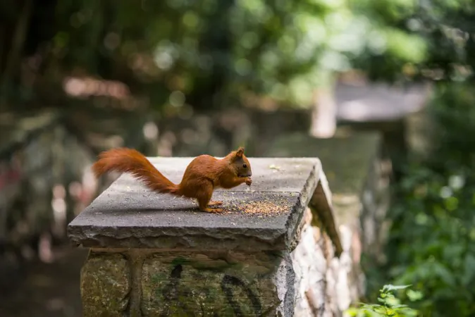 A squirrel sits on a stone in the Green Summer City Park, Berlin, Germany. (Shutterstock)