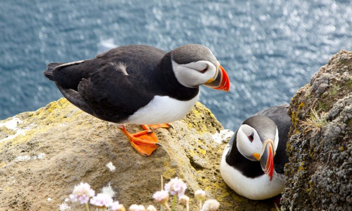 Puffins on the rock - Iceland. (*Shutterstock)