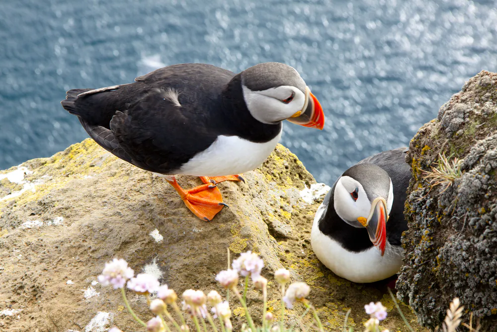 Puffins on the rock - Iceland. (*Shutterstock)
