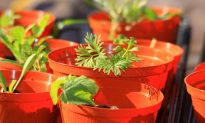 3 Grow-Your-Own Herbs Guaranteed to Impress Your Friends