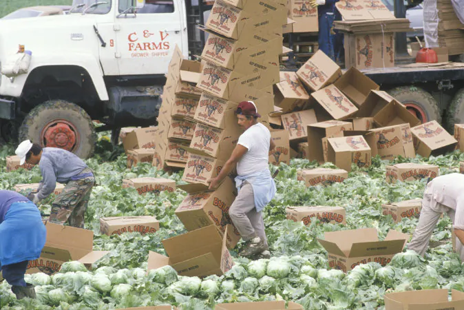 Workers harvest and box lettuce in San Joaquin Valley, Calif. (Shutterstock*)