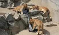 Jeans Designed by Lions and Tigers Are a Win-Win for Zoos