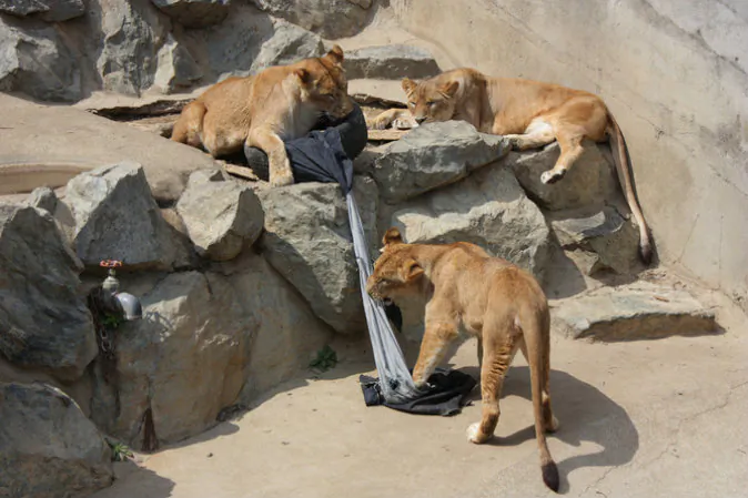 (Zoo Jeans)