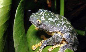 Rainforest Logging Hits Biodiversity Hard