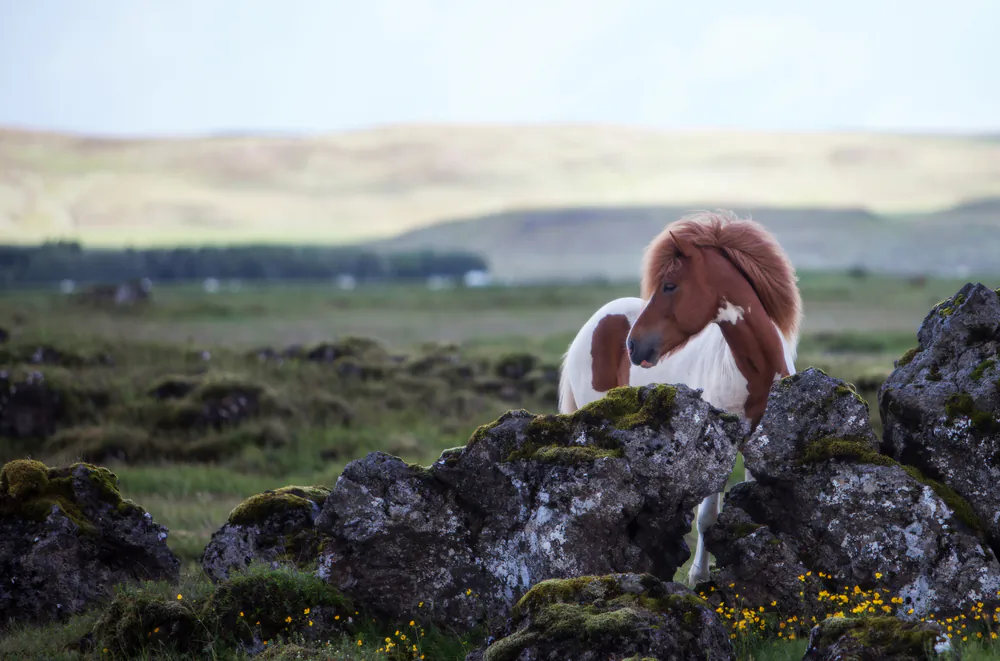 Beautiful Icelandic horse standing in a meadow on a dull. (*Shutterstock)