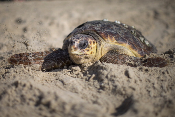 Volunteers of the Israeli sea turtle rescue center free a Loggerhead sea turtle back to the Mediterranean sea on November 21, 2013 in Gaash, Israel. (Uriel Sinai/Getty Images)