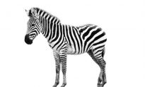 Zebra Stripes Work Like Bug Spray