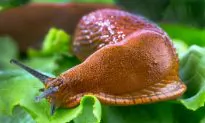 12 Organic Ways to Keep Your Garden Free of Slugs