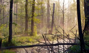 Europe's Last Untouched Forests