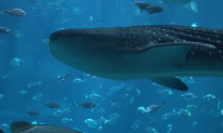 Chinese Fisherman Parades Giant Whale Shark Through Town (Video)