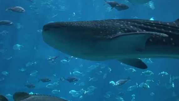 Chinese Fisherman Parades Giant Whale Shark Through Town (Video)