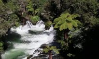 Rotorua, Hot Springs: Natural Beauty of New Zealand (Video)