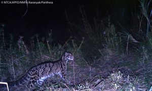 Deforestation Driving Loss of Big Animals in India