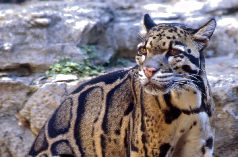 Clouded leopard in San Antonio Zoo (wikimedia.org)