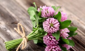 Natural Treatments for Ebola Virus Exist, Research Suggests