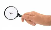 Number of Chikungunya Cases Spike in New York and New Jersey as Virus Spreads Rapidly