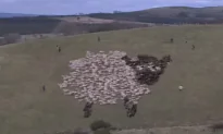 Prancing Llama Herding Sheep and 6 Other Epic Sheepherding Techniques