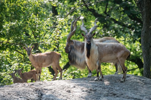 Herd of Endangered Turkmenian Markhor Added to Bronx Zoo. (Julie Larsen Maher, Wildlife Conservation Society)