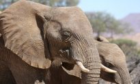 New Jersey Bans Elephant Ivory Trade