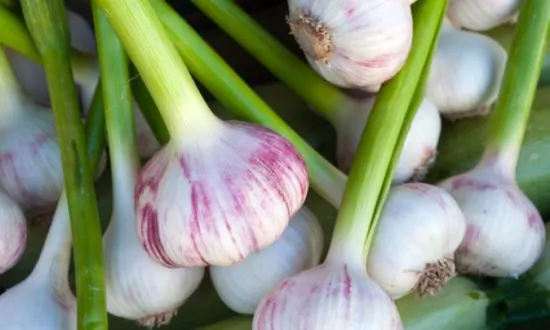 Healing Benefits of Garlic