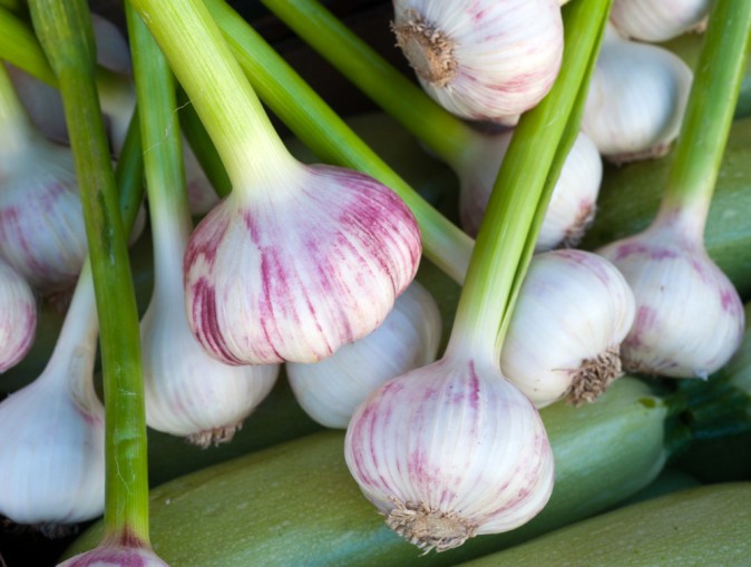 Healing Benefits of Garlic