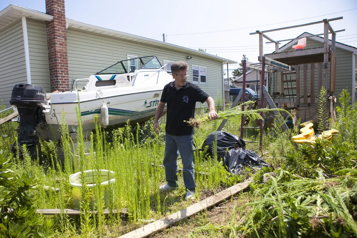 John Walsh cleans the weeds at his Sandy-destroyed home in Broad Channel, Queens, New York, Aug. 31, 2014. (Samira Bouaou/Epoch Times)